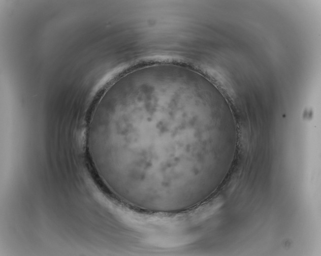 X0000091960016200709061310