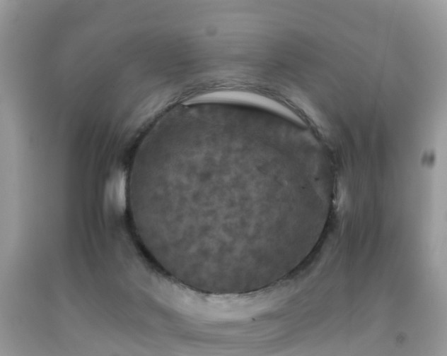 X0000091960022200709061310