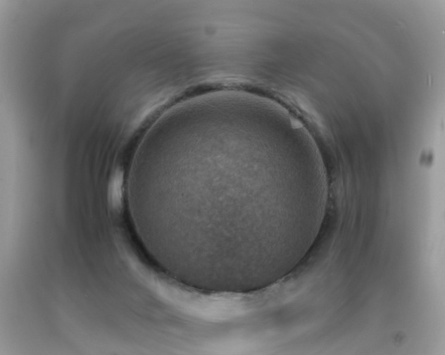 X0000091960024200709061310