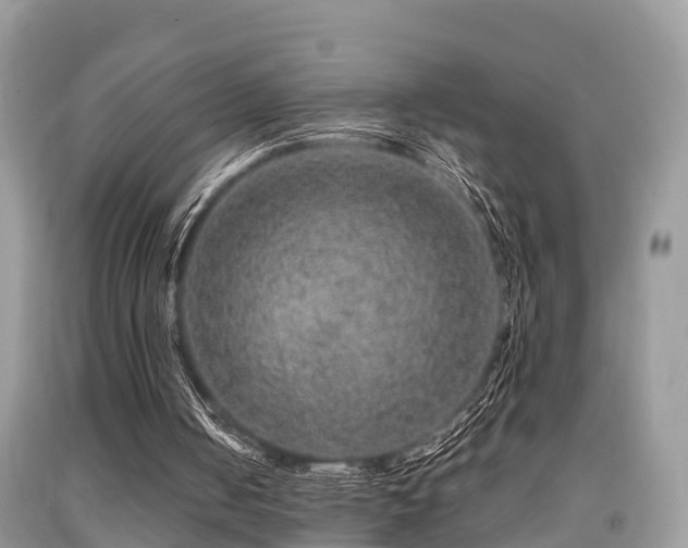 X0000091960050200709061309