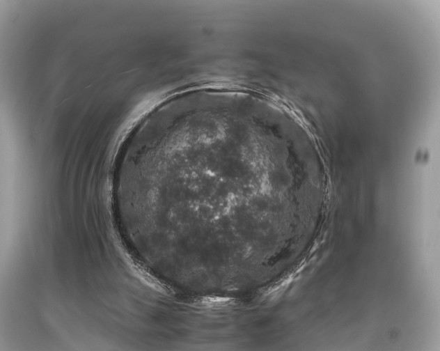 X0000091960055200709061309