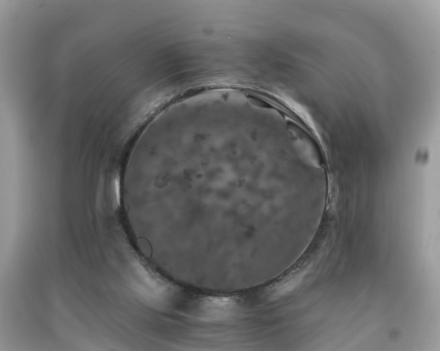 X0000091960061200709061309