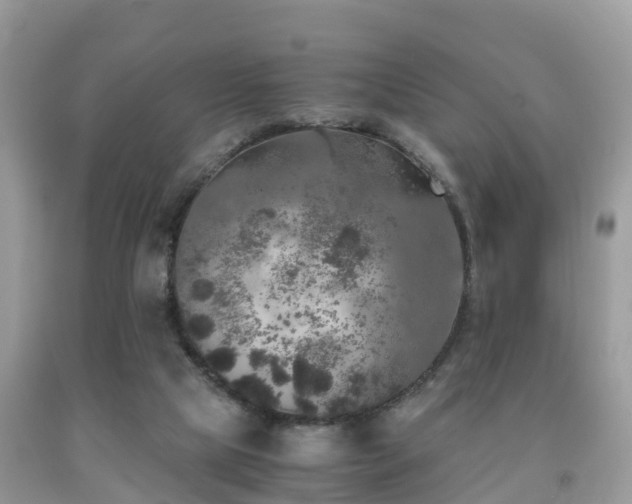 X0000091960065200709061309