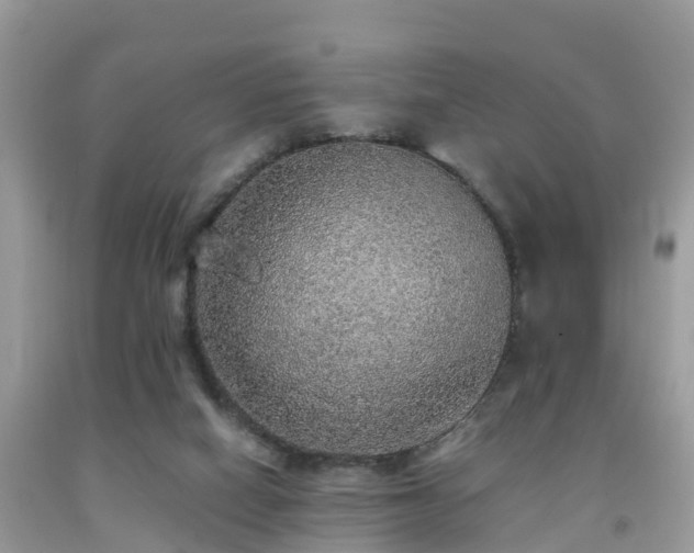 X0000091960066200709061309