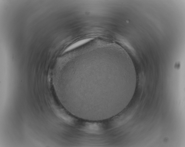 X0000091960073200709061310