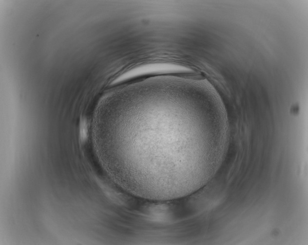 X0000091960075200709061310