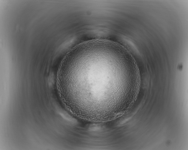 X0000091960077200709061310