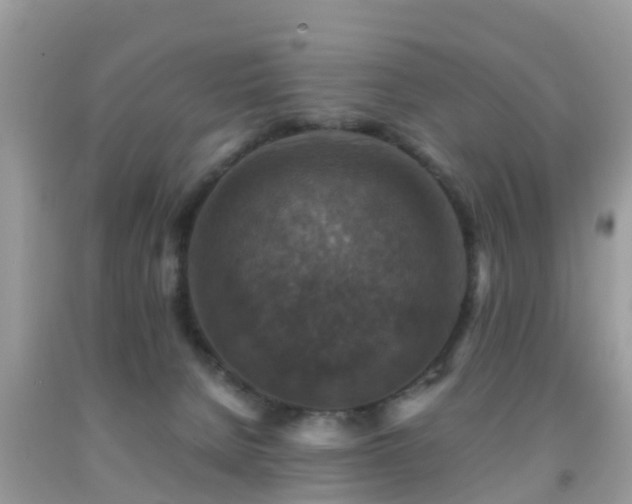 X0000091960080200709061310