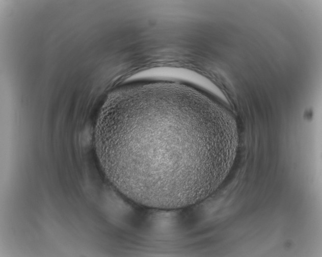 X0000091960081200709061310