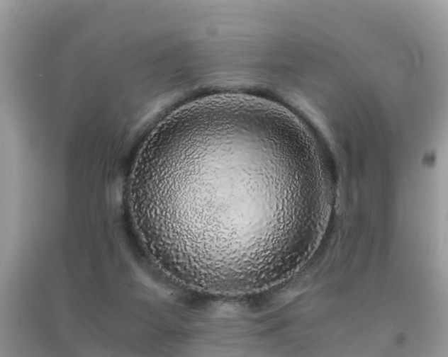 X0000091960115200709061309