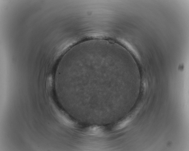 X0000091960117200709061309