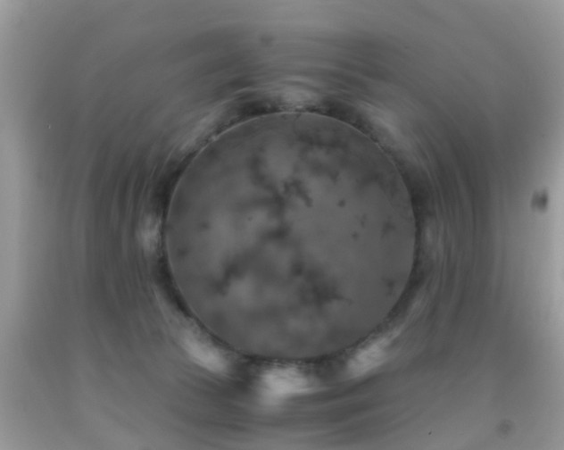 X0000091960177200709061308