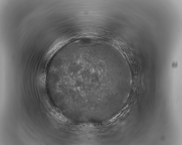 X0000091960194200709061308