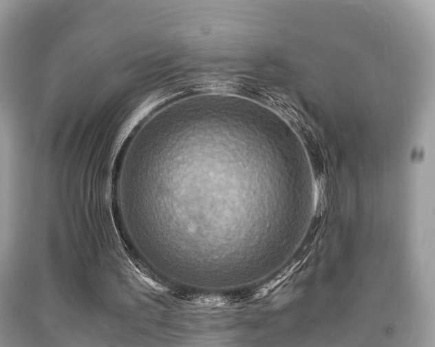 X0000091960195200709061308