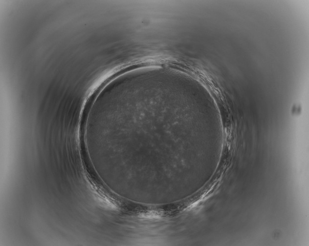 X0000091960196200709061308