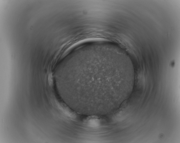 X0000091960228200709061308