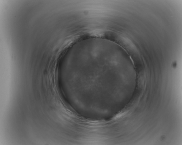 X0000091960229200709061308