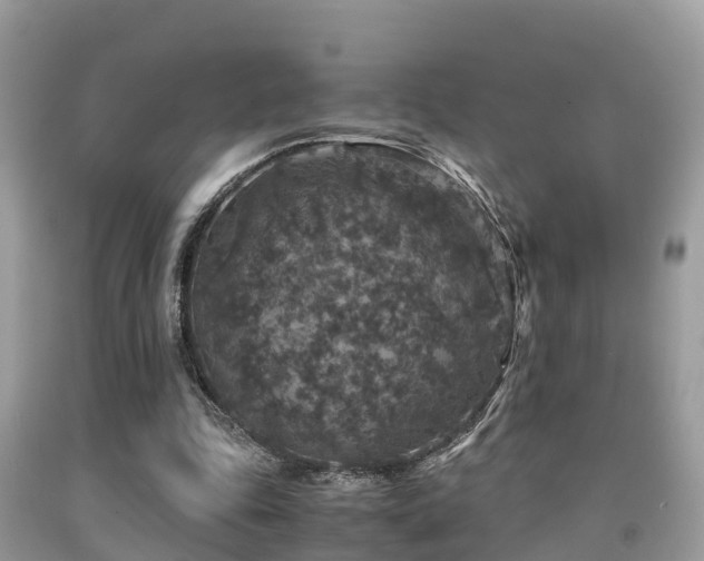 X0000091960343200709061306