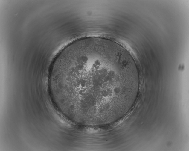 X0000091960346200709061306