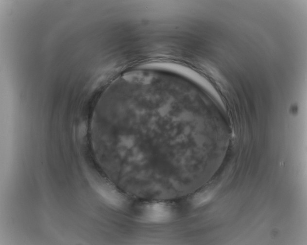 X0000091960365200709061306