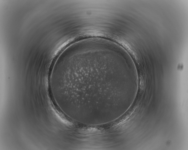 X0000091960390200709061306