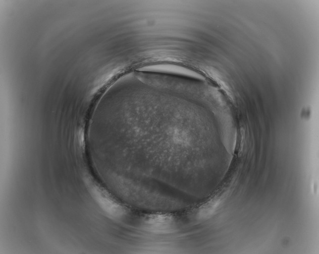 X0000091960398200709061306