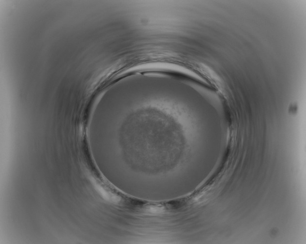 X0000091960405200709061305