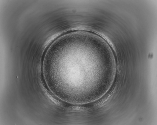 X0000091960437200709061305