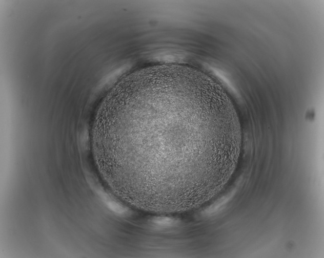 X0000091960453200709061305