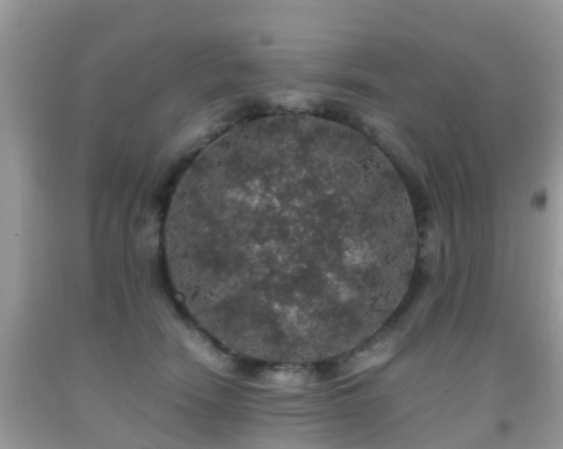 X0000091960466200709061305