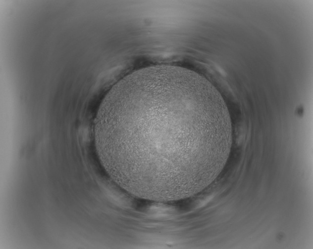 X0000091960515200709061304