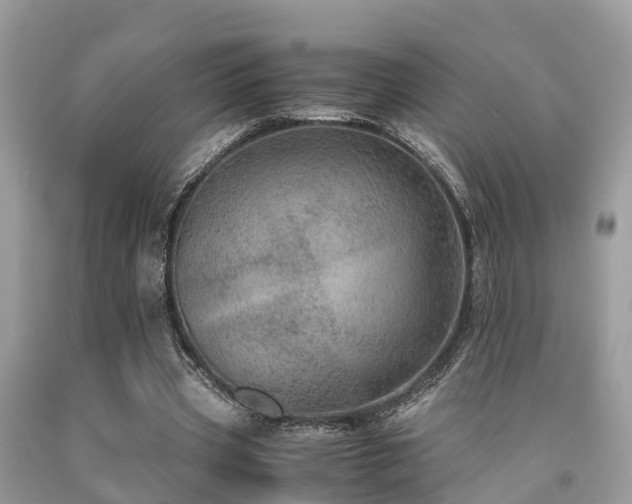 X0000091960533200709061303