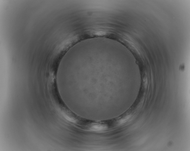 X0000091960555200709061304