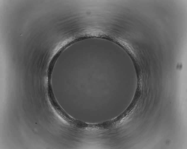 X0000091960630200709061302