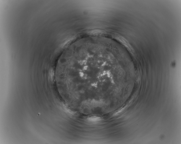 X0000091960669200709061303