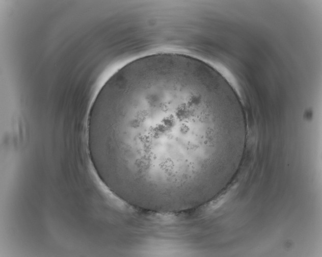 X0000091960911200709061259