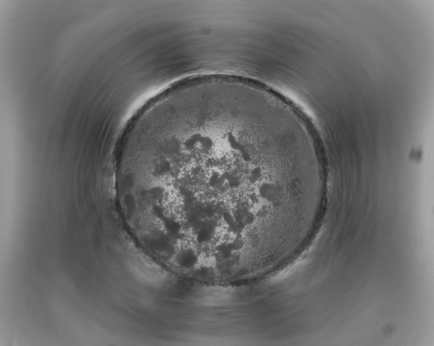 X0000091960925200709061258