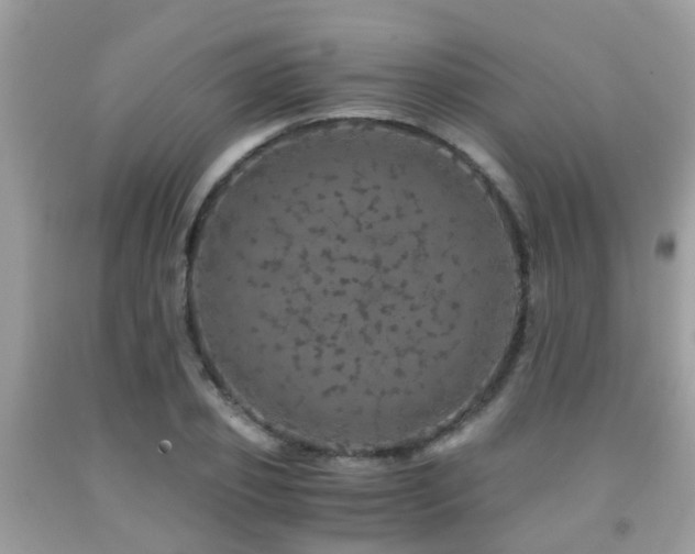 X0000091960933200709061258