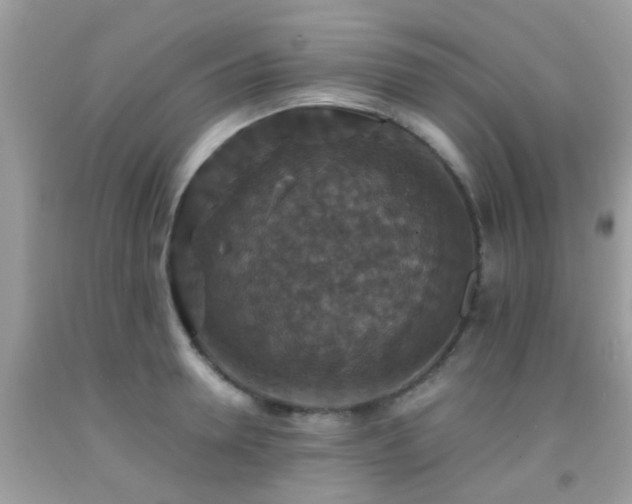 X0000091960946200709061259