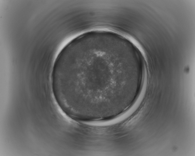 X0000091960951200709061259