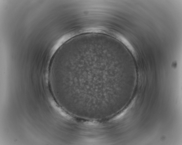 X0000091960994200709061258