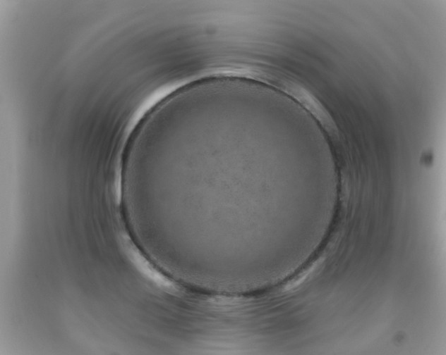 X0000091961036200709061257