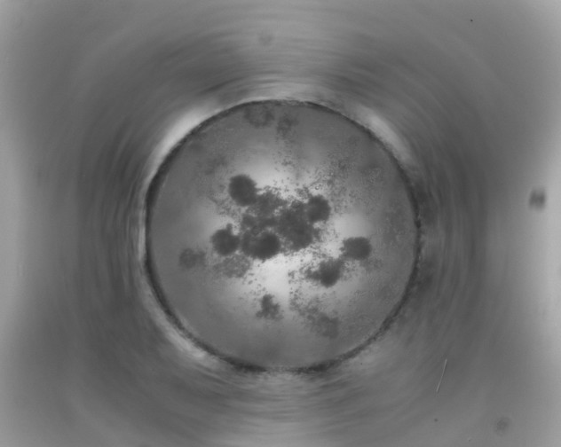 X0000091961079200709061257