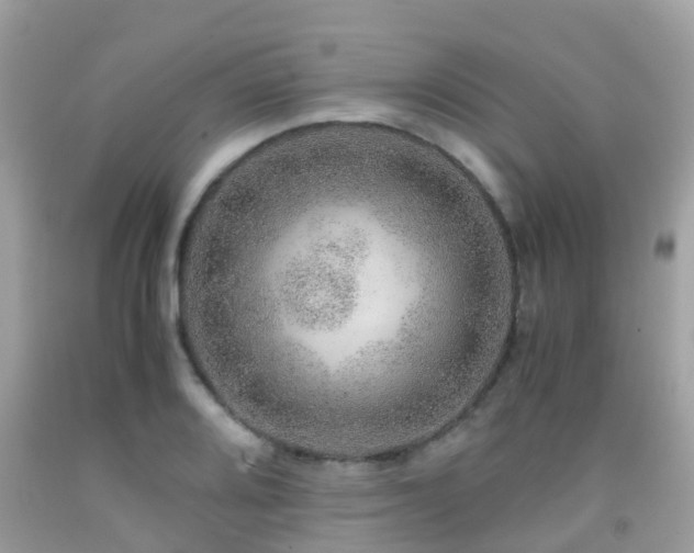 X0000091961080200709061257