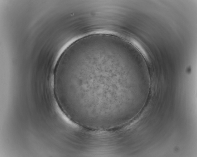 X0000091961092200709061257