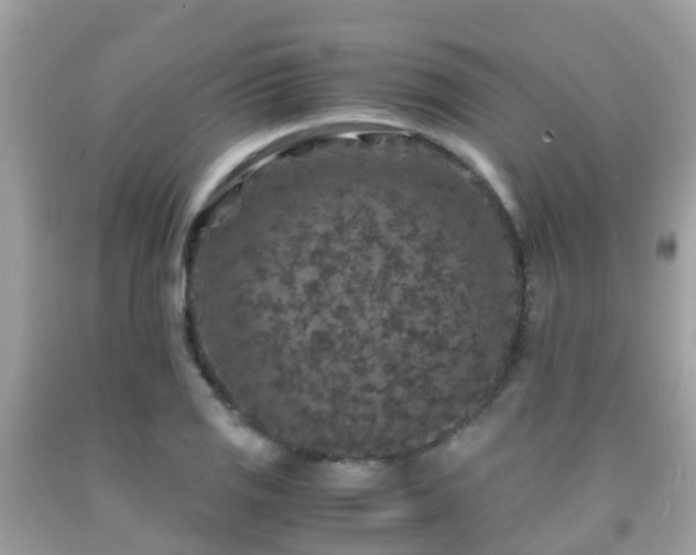 X0000091961125200709061256