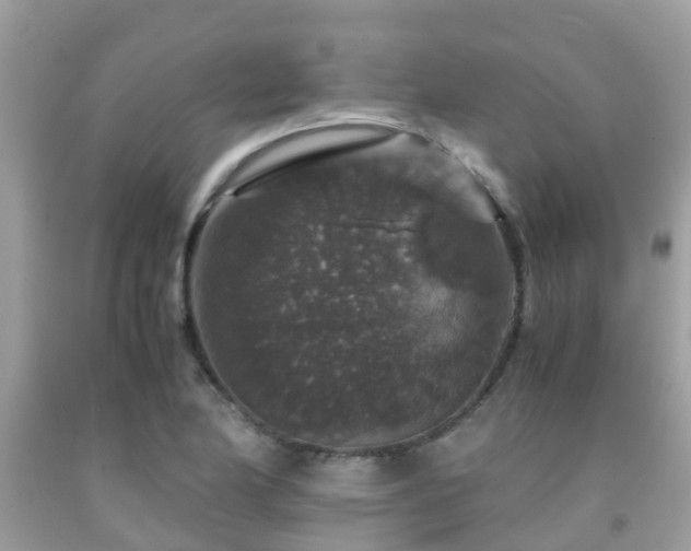 X0000091961174200709061255