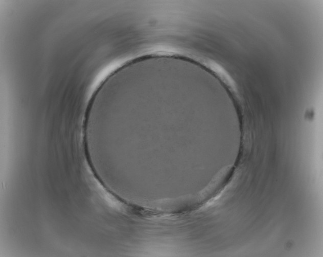 X0000091961183200709061255