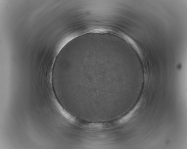 X0000091961194200709061255