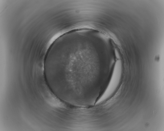 X0000091961226200709061255